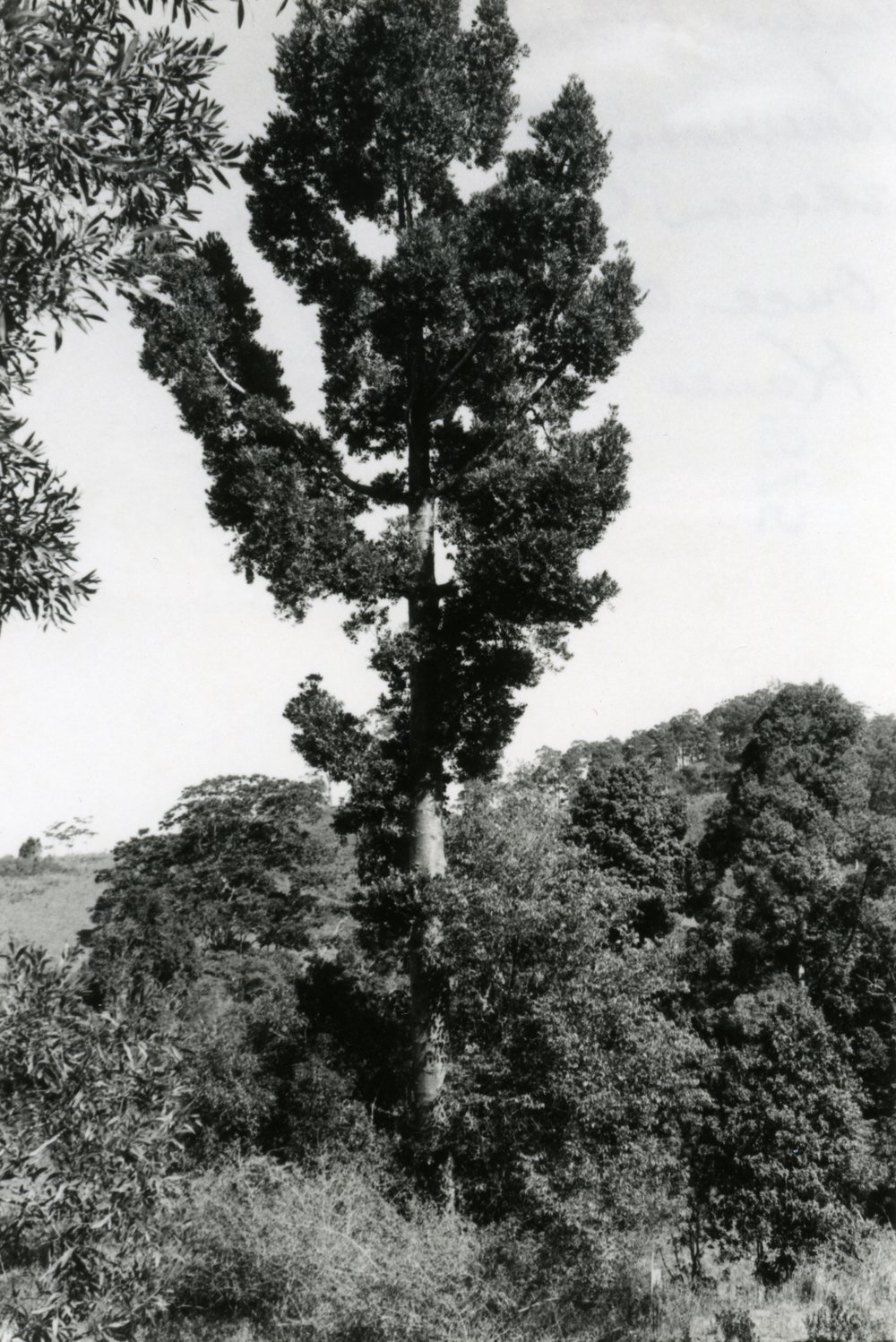 Native Kauri Pine, Kin Kin, June 1977