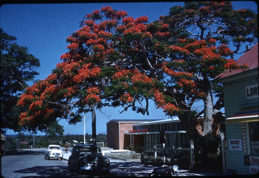 Post Office with poinciana, Poinciana Avenue, Tewantin