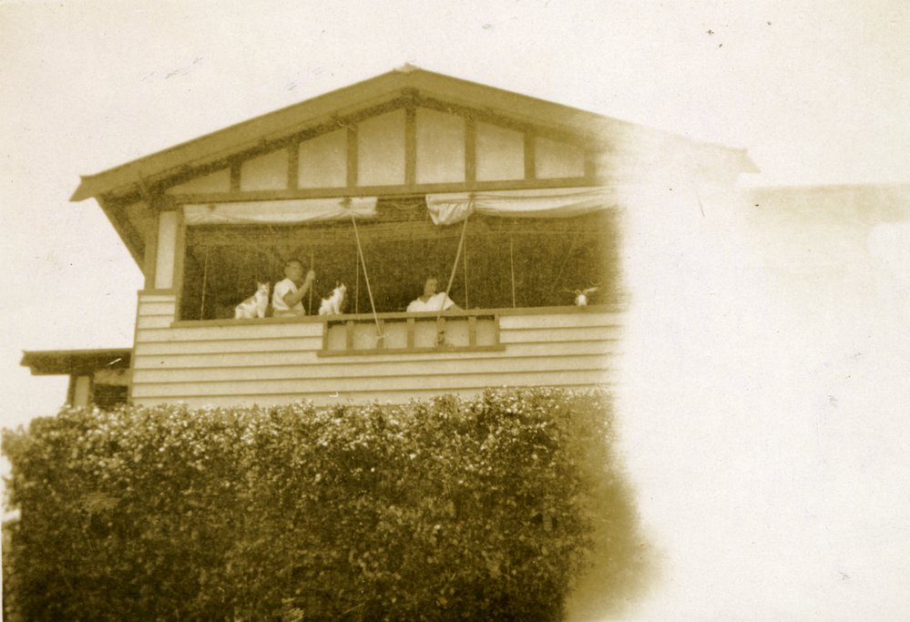 Guests and cats, 'Noosa Vale', Noosa Heads