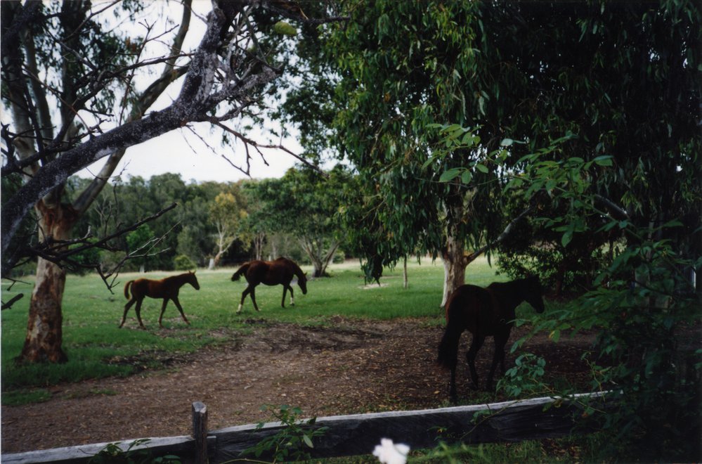 Foals, Weyba Ranch, Sunset Drive, Noosa Heads, 1970s