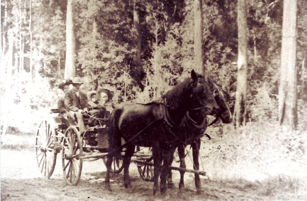 Tait's Royal Mail Hotel buggy, Cooroy-Tewantin Road, 1900s