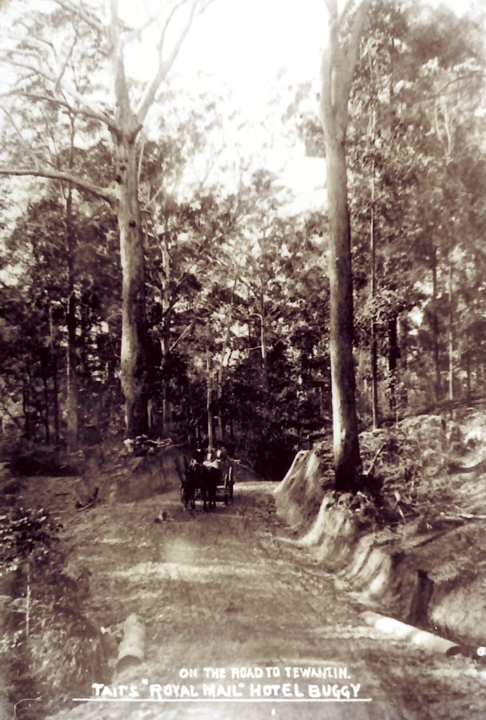 Tait's Royal Mail Hotel buggy, Tewantin Road, Tewantin, ca 1911