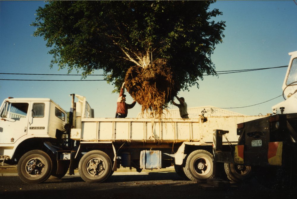 Tree transplantation, Noosa Waters, Noosaville, 1990s