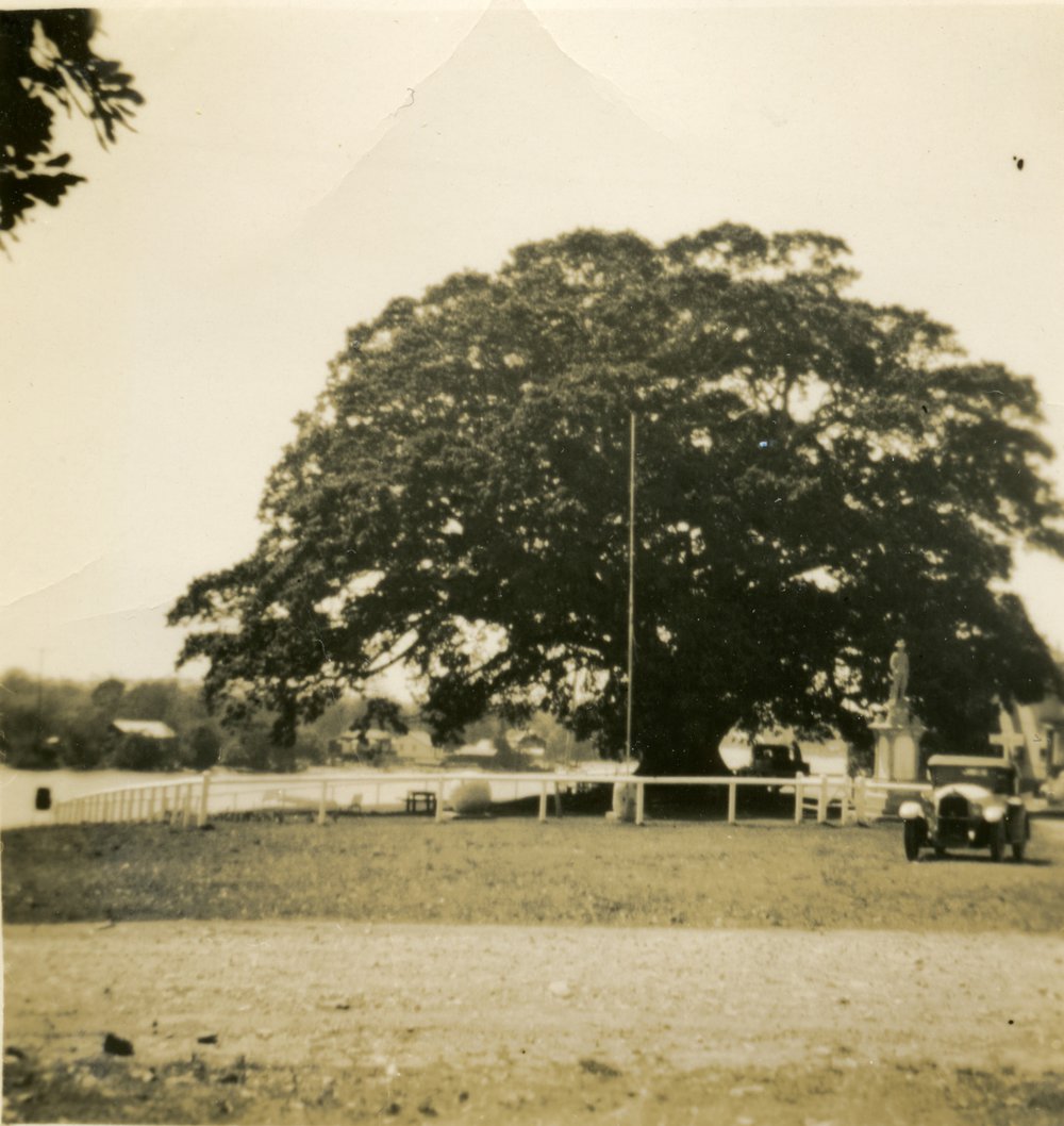 Fig tree, Tewantin, 13 November 1948