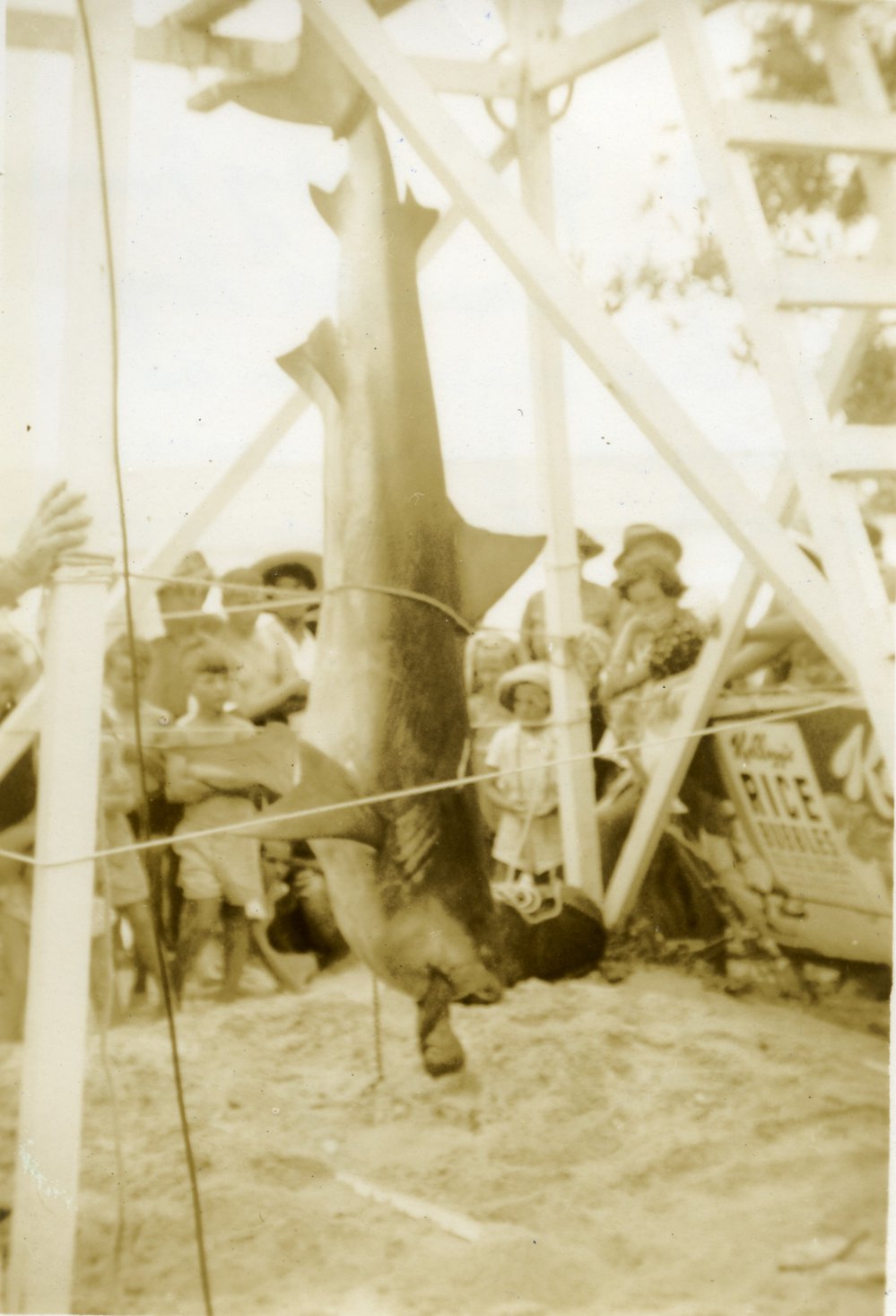 Grey Nurse shark, Noosa Main Beach, Noosa Heads, 8 January 1950