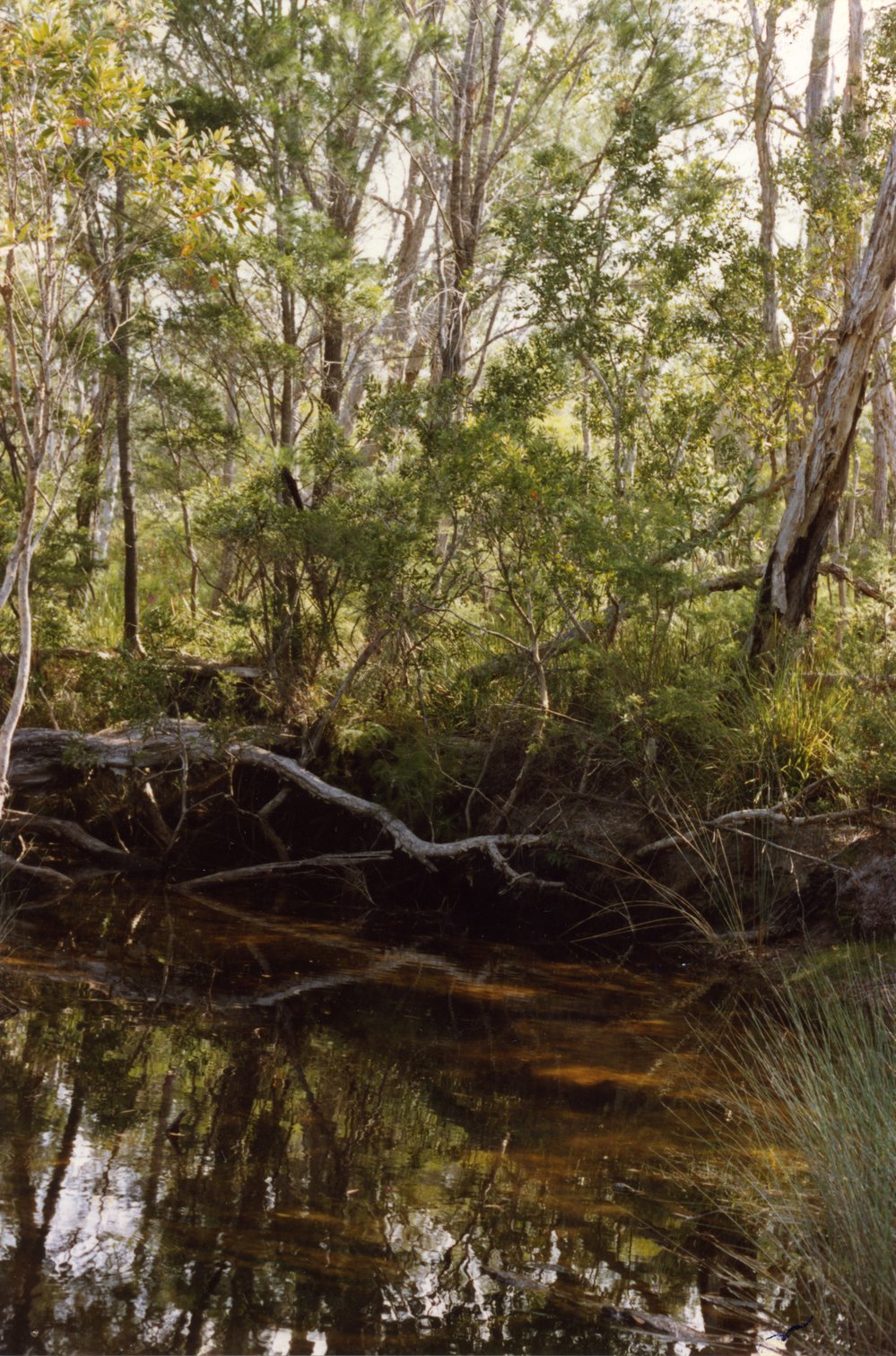 Headwaters, Teewah Creek, Cooloola Wilderness Trail, Great Sandy National Park, August 1992