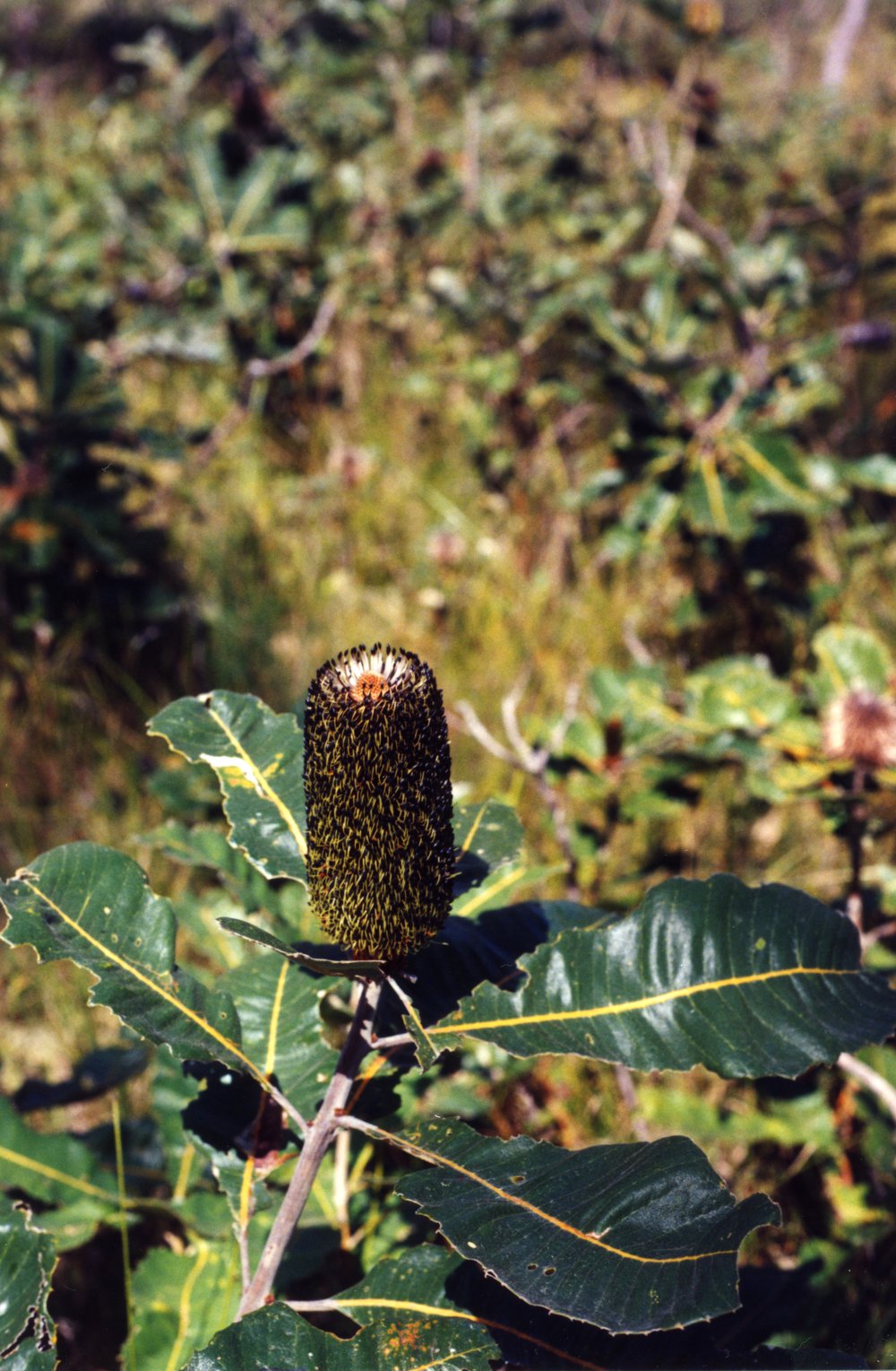 Flora, Cooloola Wilderness Trail, Great Sandy National Park, August 1992
