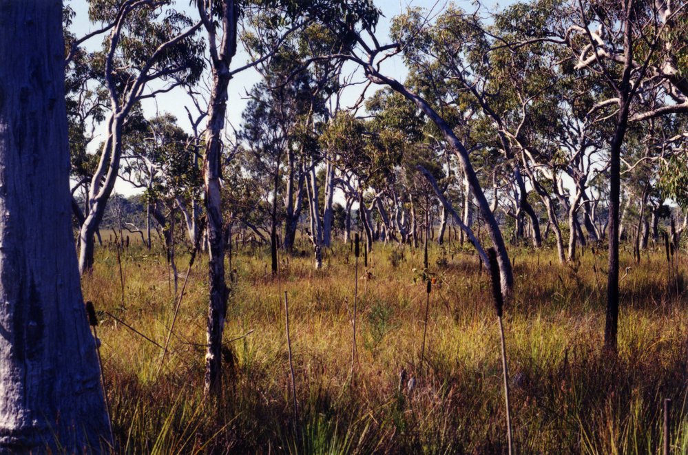 Cooloola Wilderness Trail, Great Sandy National Park, August 1992