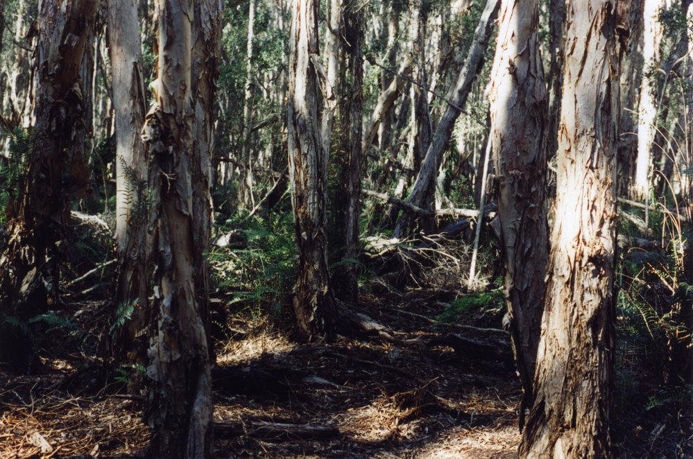 Cooloola Wilderness Trail, Great Sandy National Park, August 1992