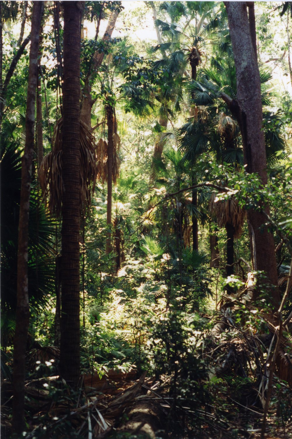 Cooloola Wilderness Trail, Great Sandy National Park, August 1992