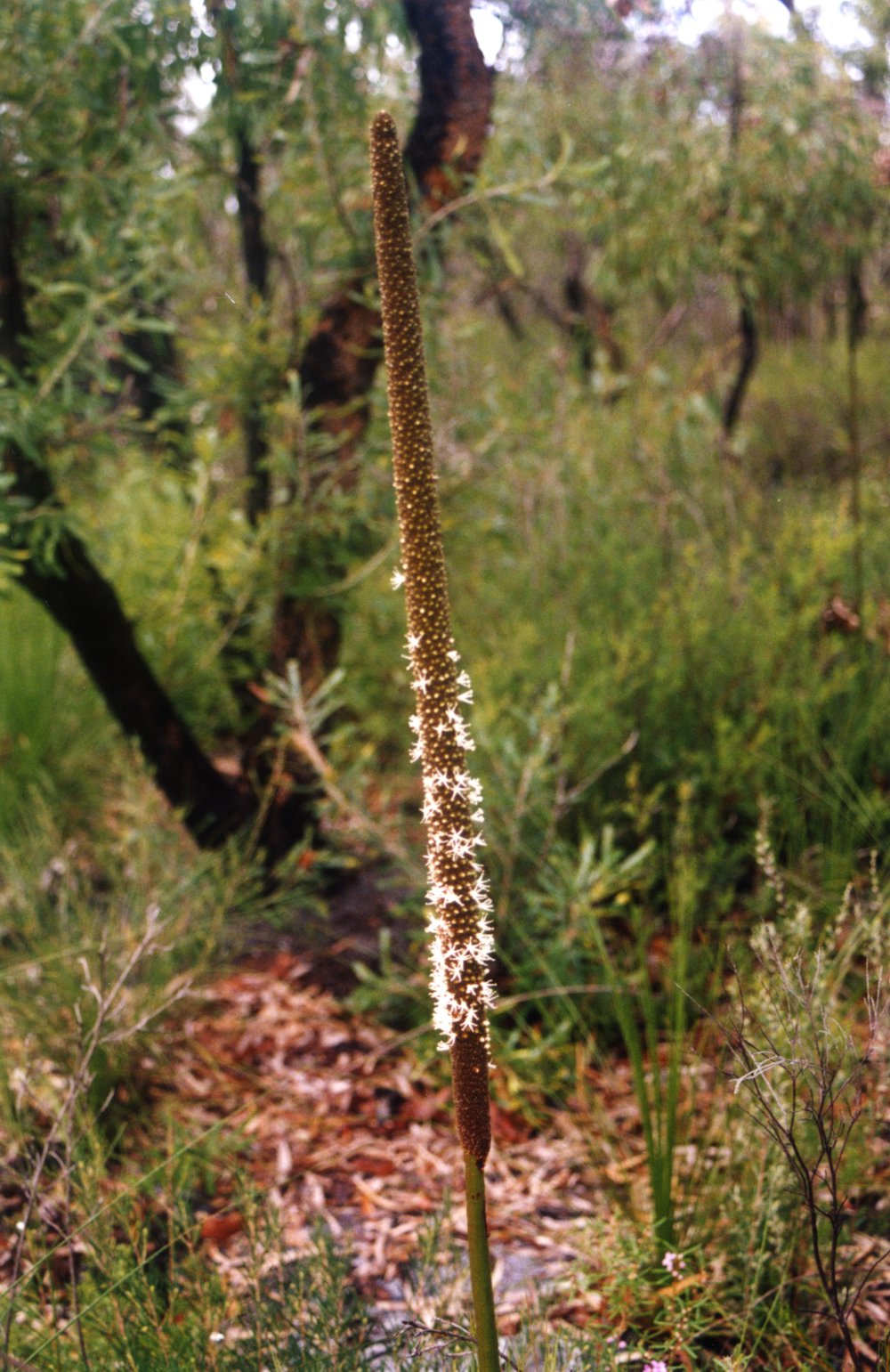 Flora, Cooloola Wilderness Trail, Great Sandy National Park, August 1992