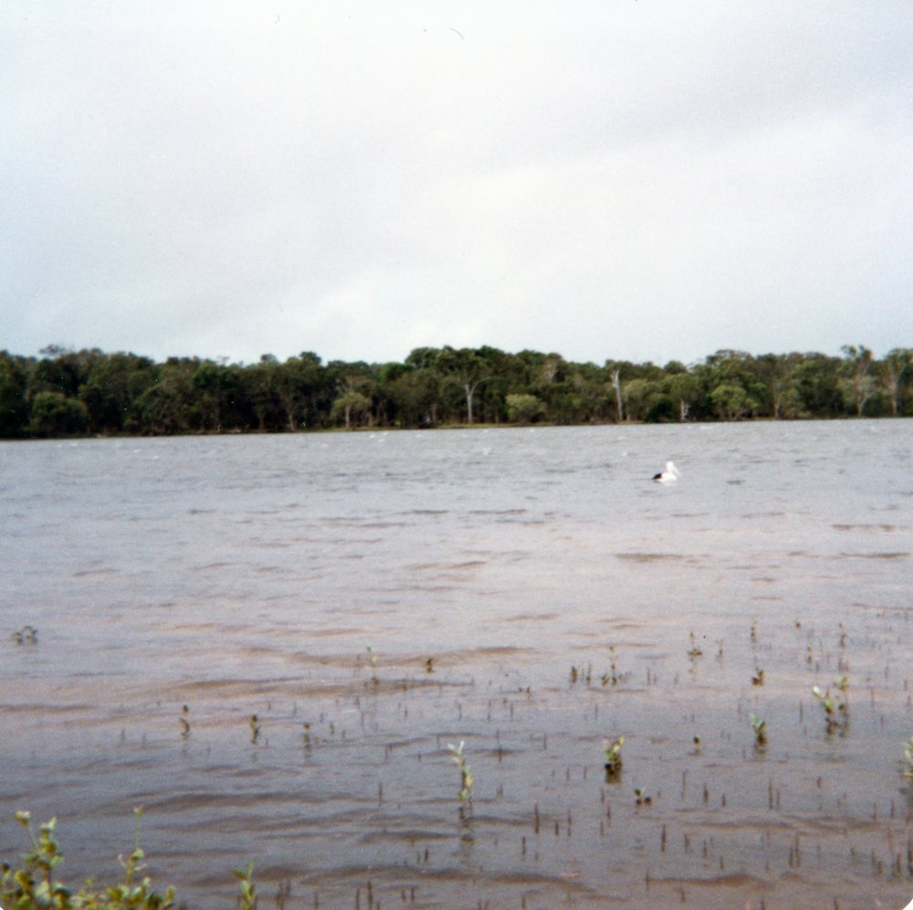 Pelican and white tips on the creek, Weyba Creek, Noosaville, Easter 1999