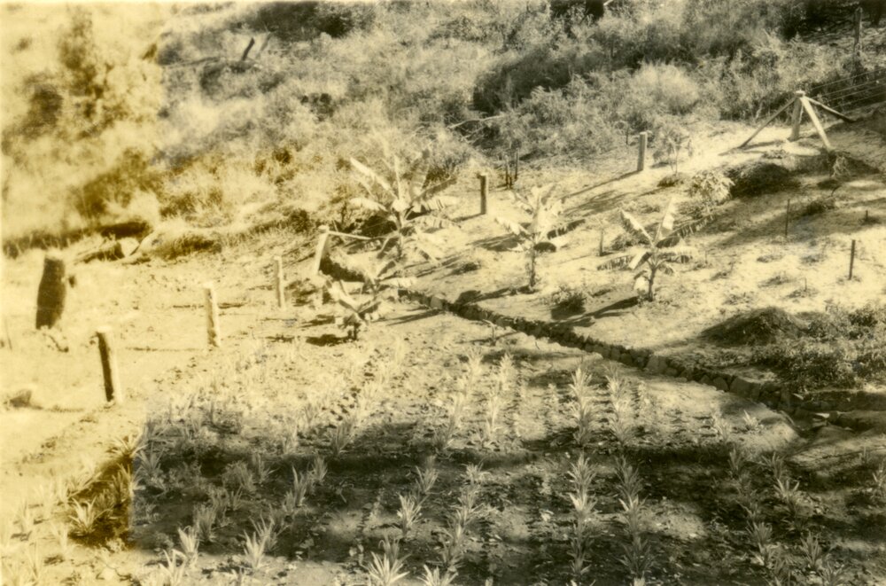Pineapple garden 'Pinevale', Bayview Road, Noosa Heads, 27 April 1953