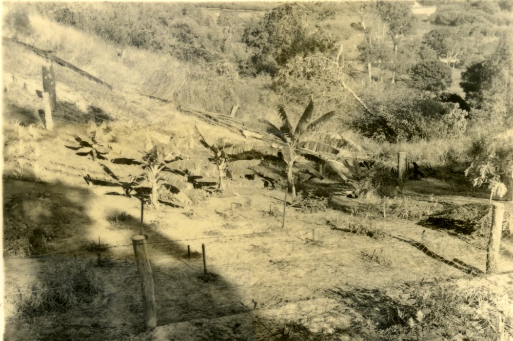 Banana orchard, 'Pinevale', Bayview Road, Noosa Heads, 27 April 1953