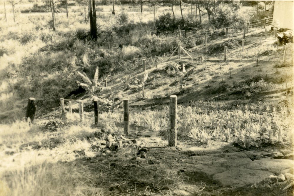 Pineapple garden 'Pinevale', Bayview  Road, Noosa Heads, 23 July 1953