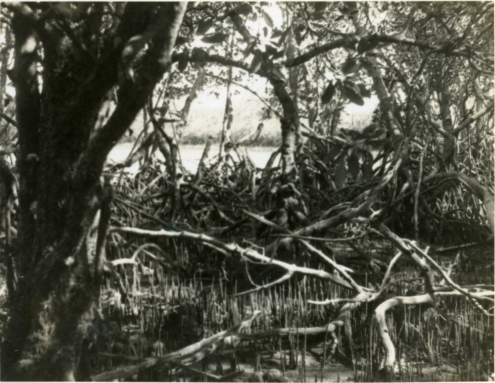Panorama, Mangroves behind Laguna House, Noosa Heads, 1963
