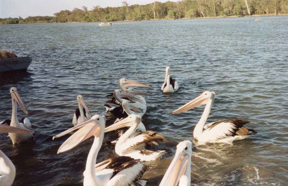 Pelicans, Weyba Creek, Noosaville, 1992