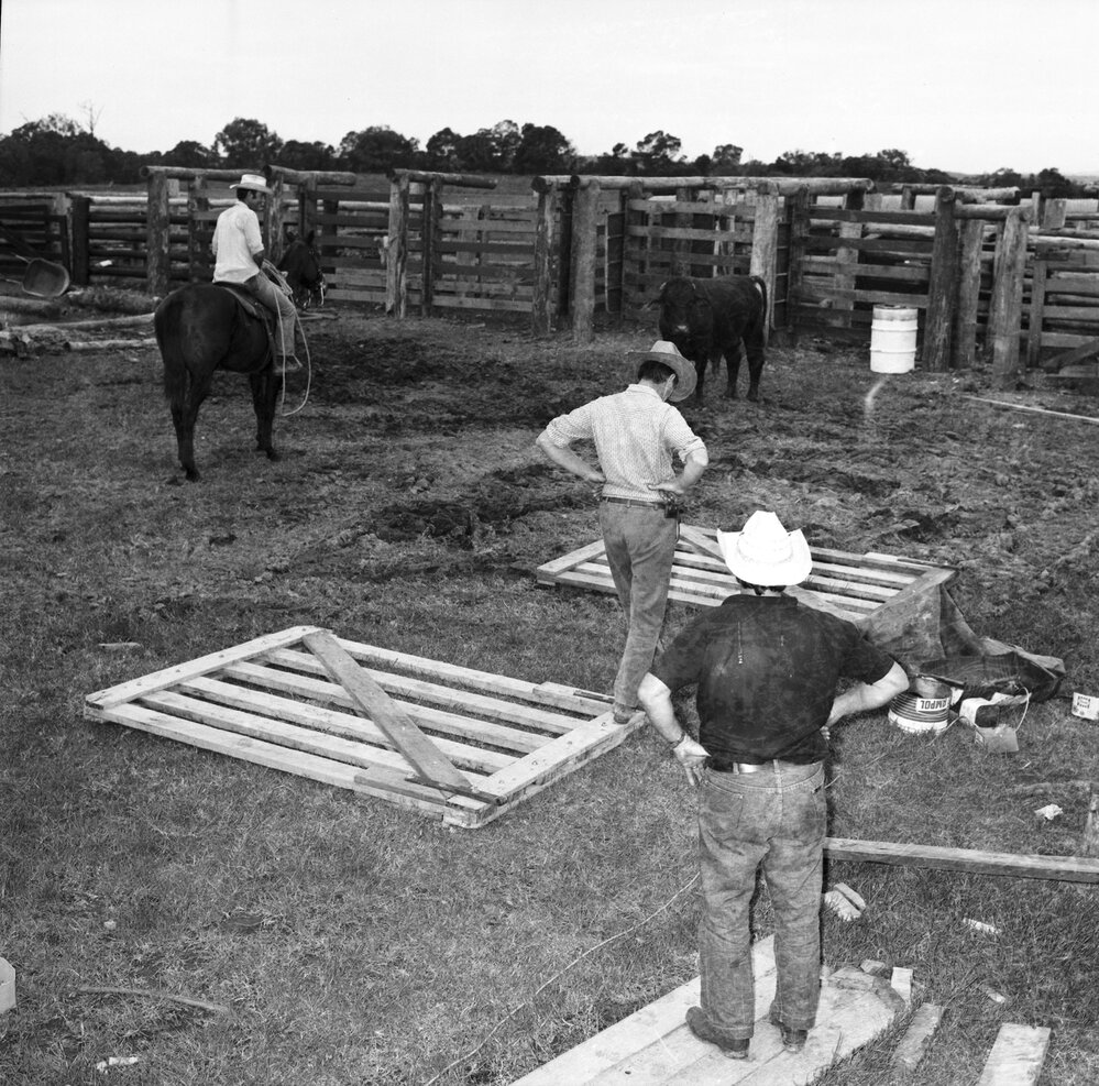 New rodeo chute gates, Weyba Ranch, Sunset Drive, Noosa Heads, June 1972