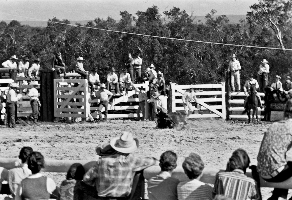 Calf roping, Noosa Rodeo, Weyba Ranch, Sunset Drive, Noosa Heads, 10 June 1969