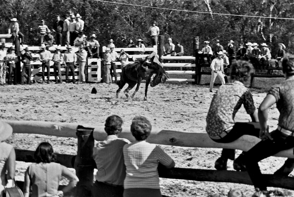Bareback bronc rider, Noosa Rodeo, Weyba Ranch, Sunset Drive, Noosa Heads, 10 June 1973