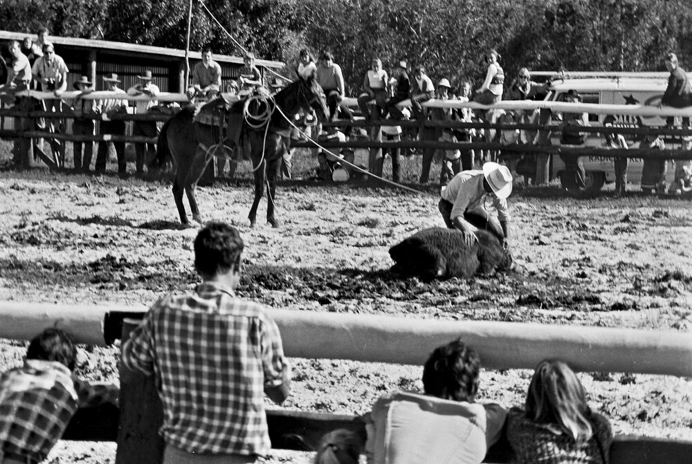 Calf roping, Noosa Rodeo, Weyba Ranch, Sunset Drive,  Noosa Heads, 10 June 1972