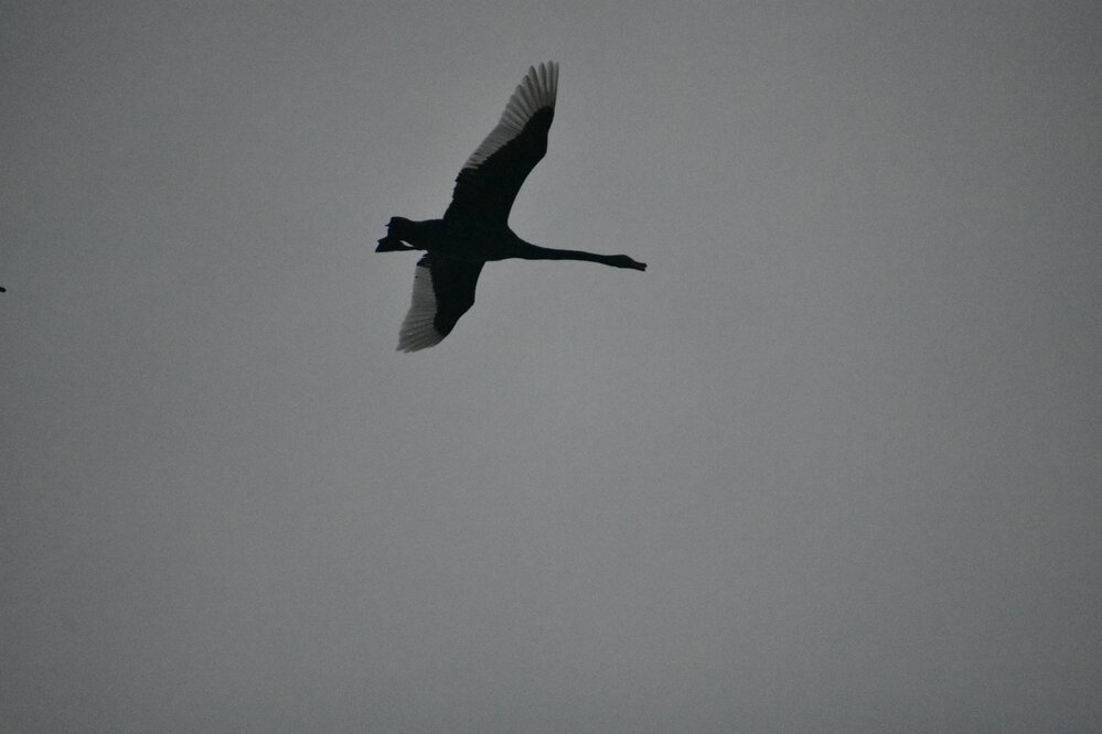 Flying high to escape the rain, Swan, Noosaville, 27 February 2022