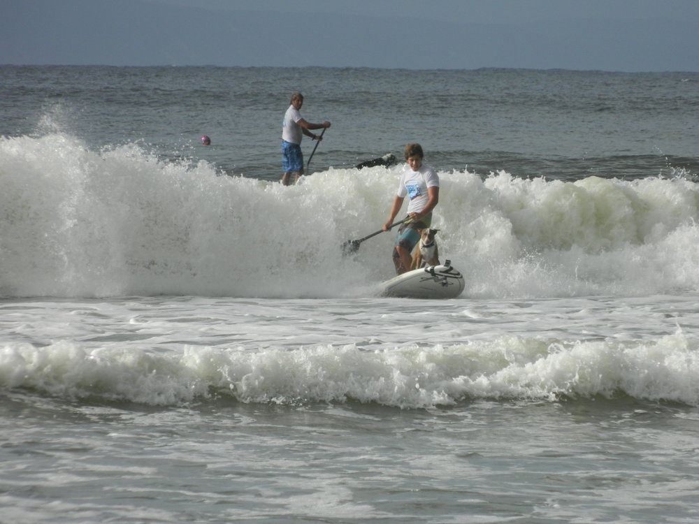 Noosa Surfing Dog Championships, Noosa Festival of Surfing, Noosa Main Beach, Noosa Heads, 10 March 2013