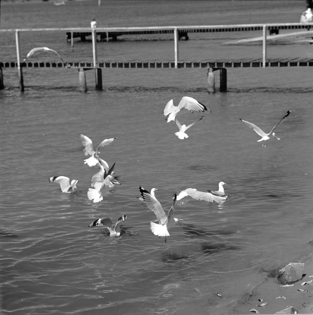 pelicans-noosa-river-noosaville-ca-november-1972-heritage-noosa