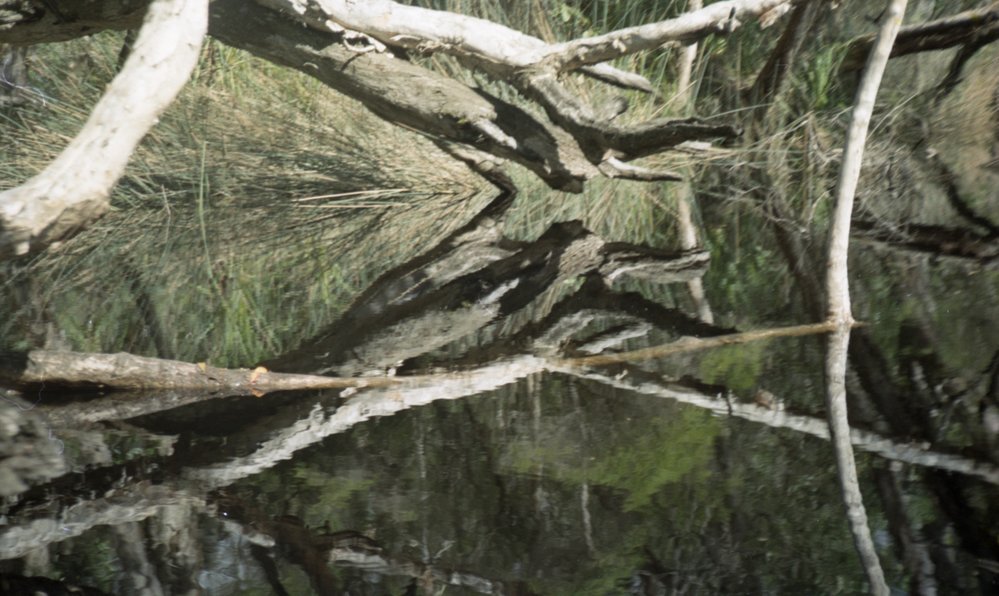 Reflections, Noosa Everglades, Noosa River, October 1981