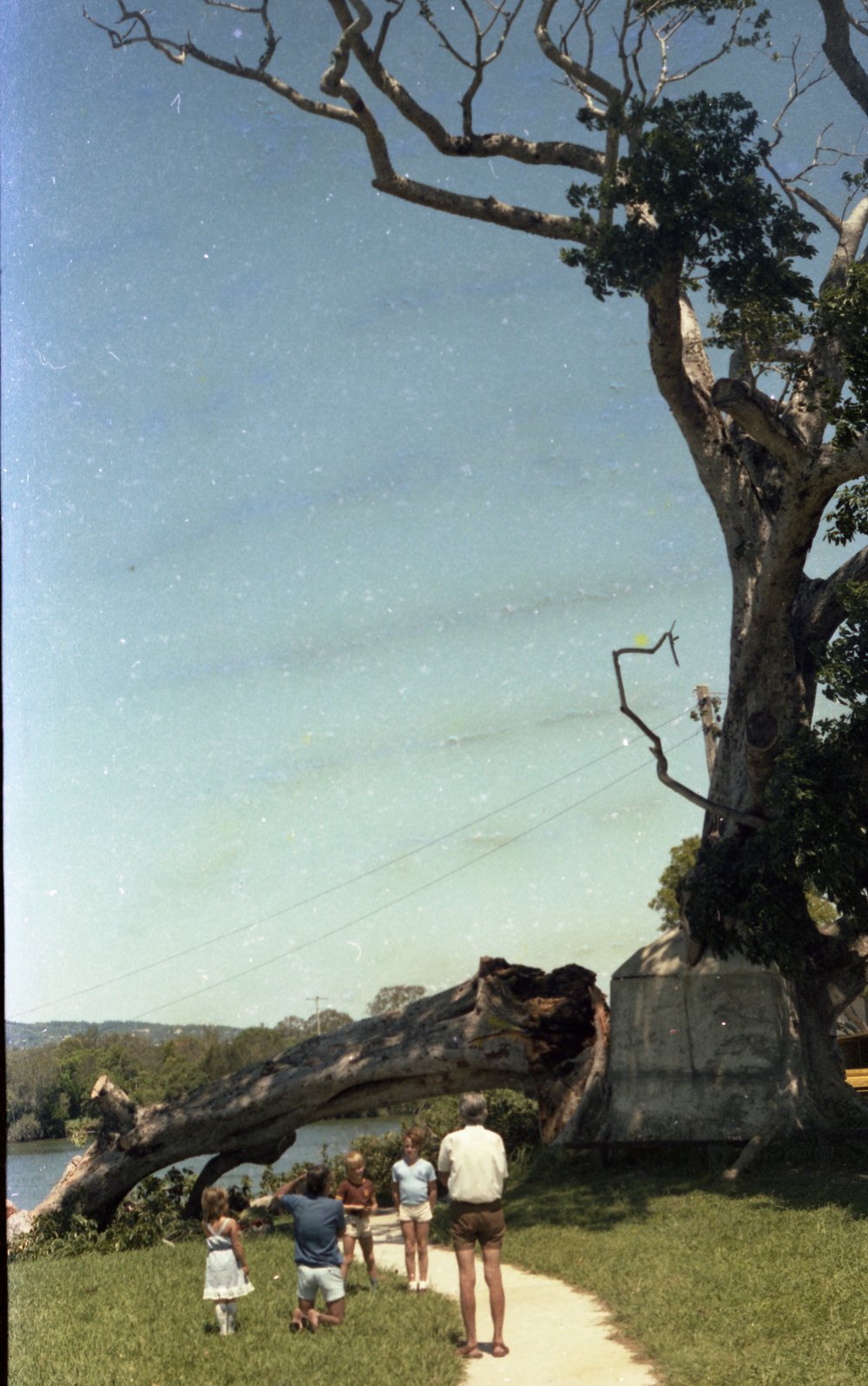 Storm damage, fig tree, Tewantin, 30 December 1981