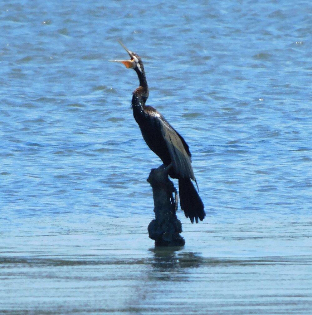 Cormorant, Noosa River, Noosaville, September 2021
