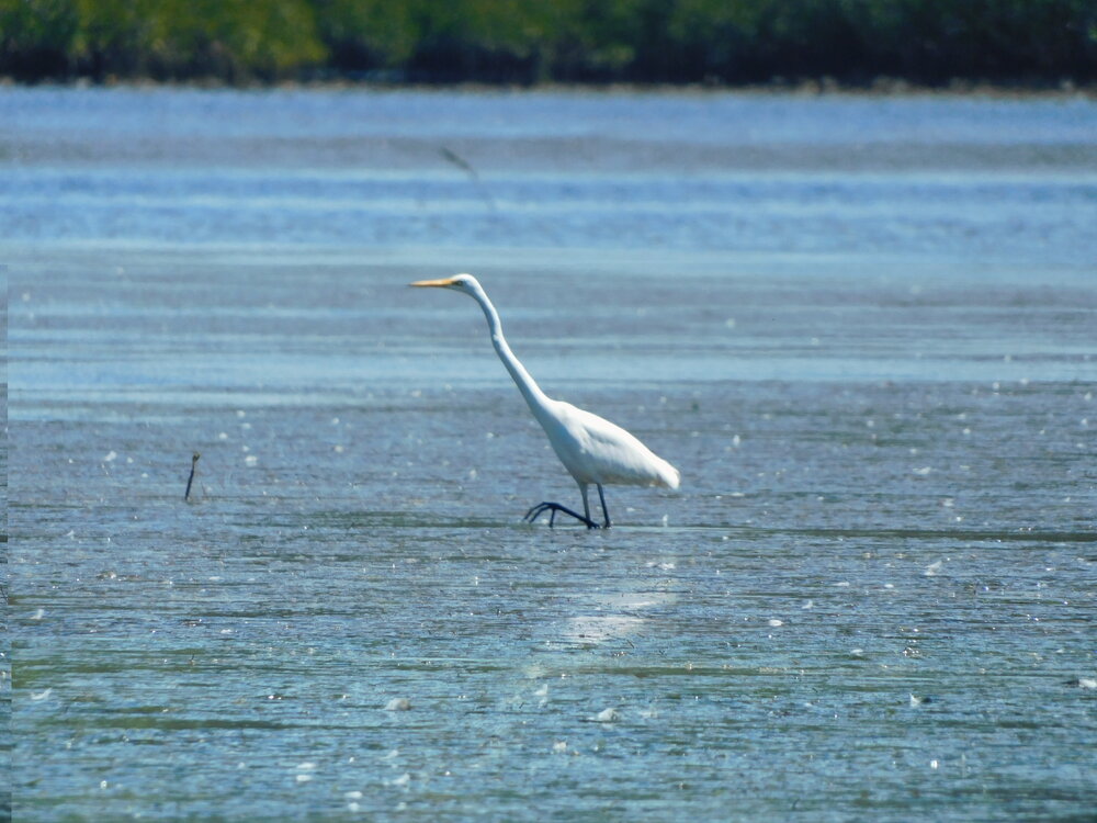 Great Egret, Noosa River, Noosaville, September 2021