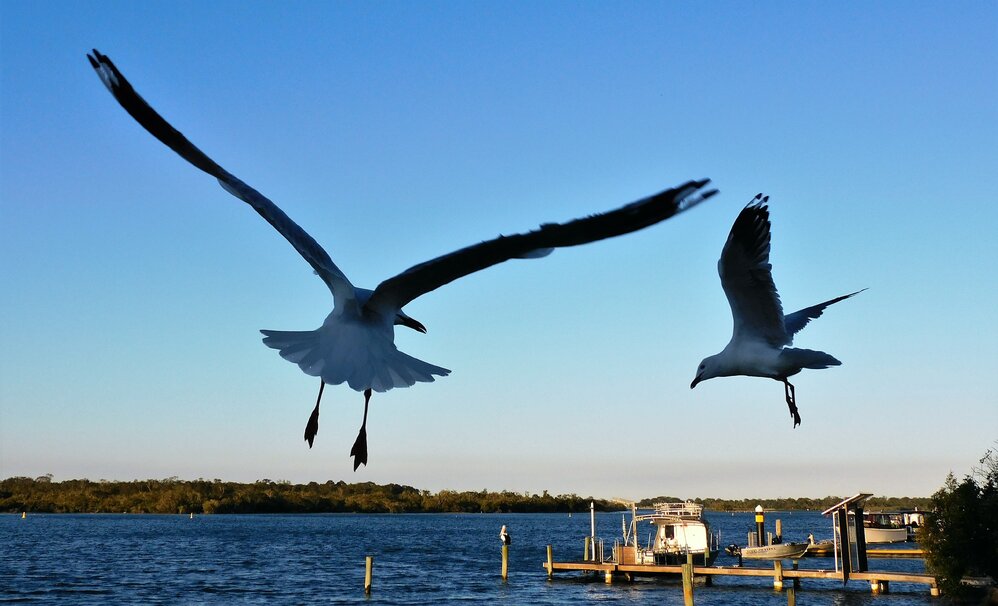 Birds and boats, Noosa River, Noosaville