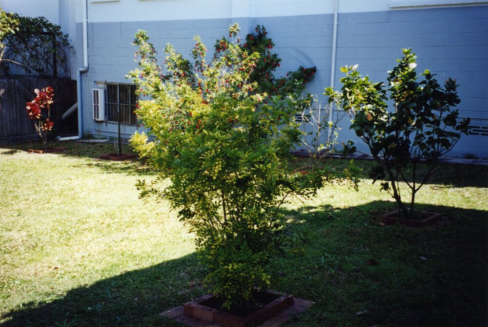 Rear garden, Queensland Country Women's Association, Tewantin Noosa Branch Hall, 123 Poinciana Avenue, Tewantin, 1995