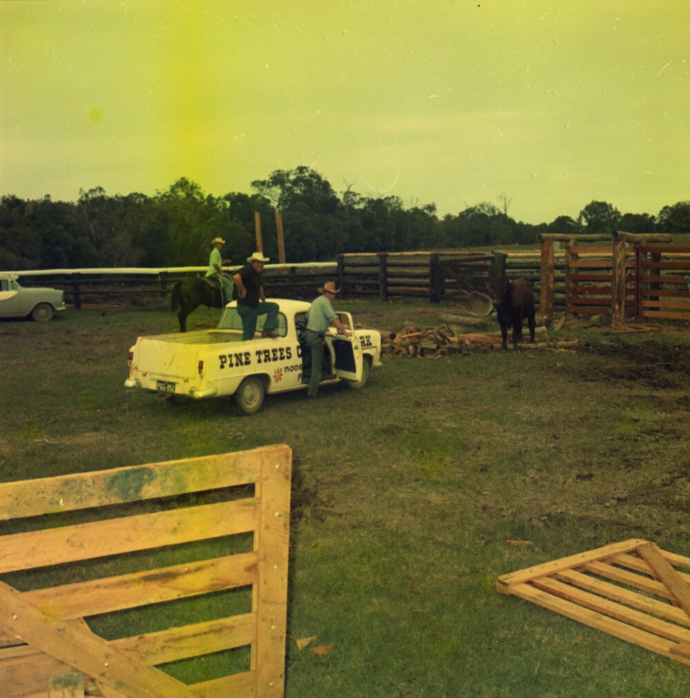 Bull standoff, Weyba Ranch, Sunset Drive, Noosa Heads, June 1972