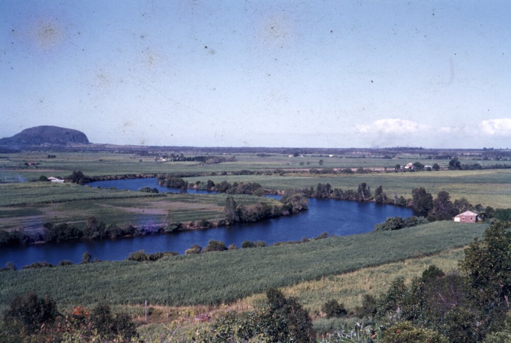 Sugar cane, Maroochy River, Bli Bli