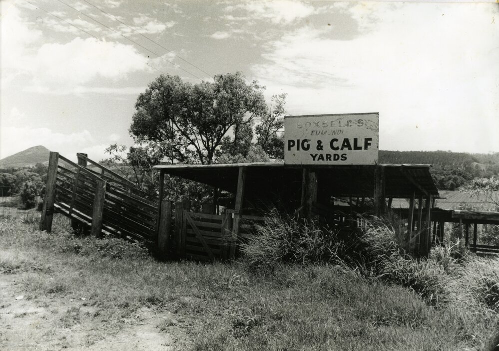 Sale yard, Boxsells Pig &amp; Calf, Eumundi, 1980s