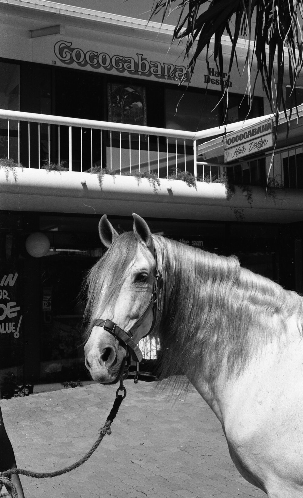 Horse grooming, Noosa Junction, Noosa Heads, 1980s