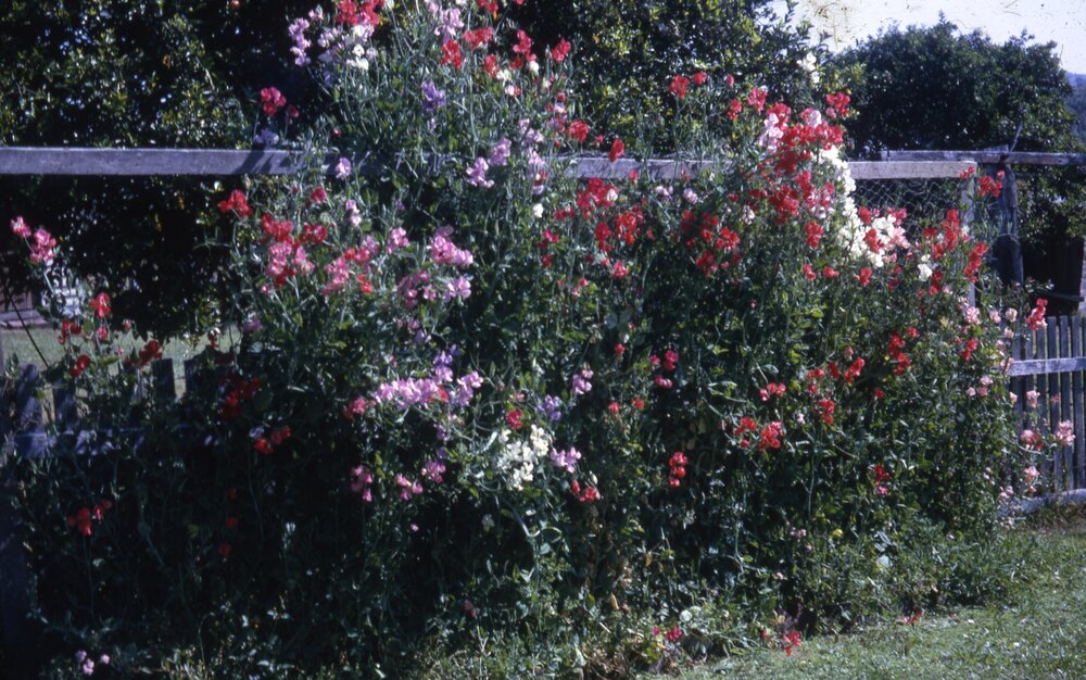 Daphne Jeffs sweet peas, 4 Wattle Street, Cooroy, ca 1967