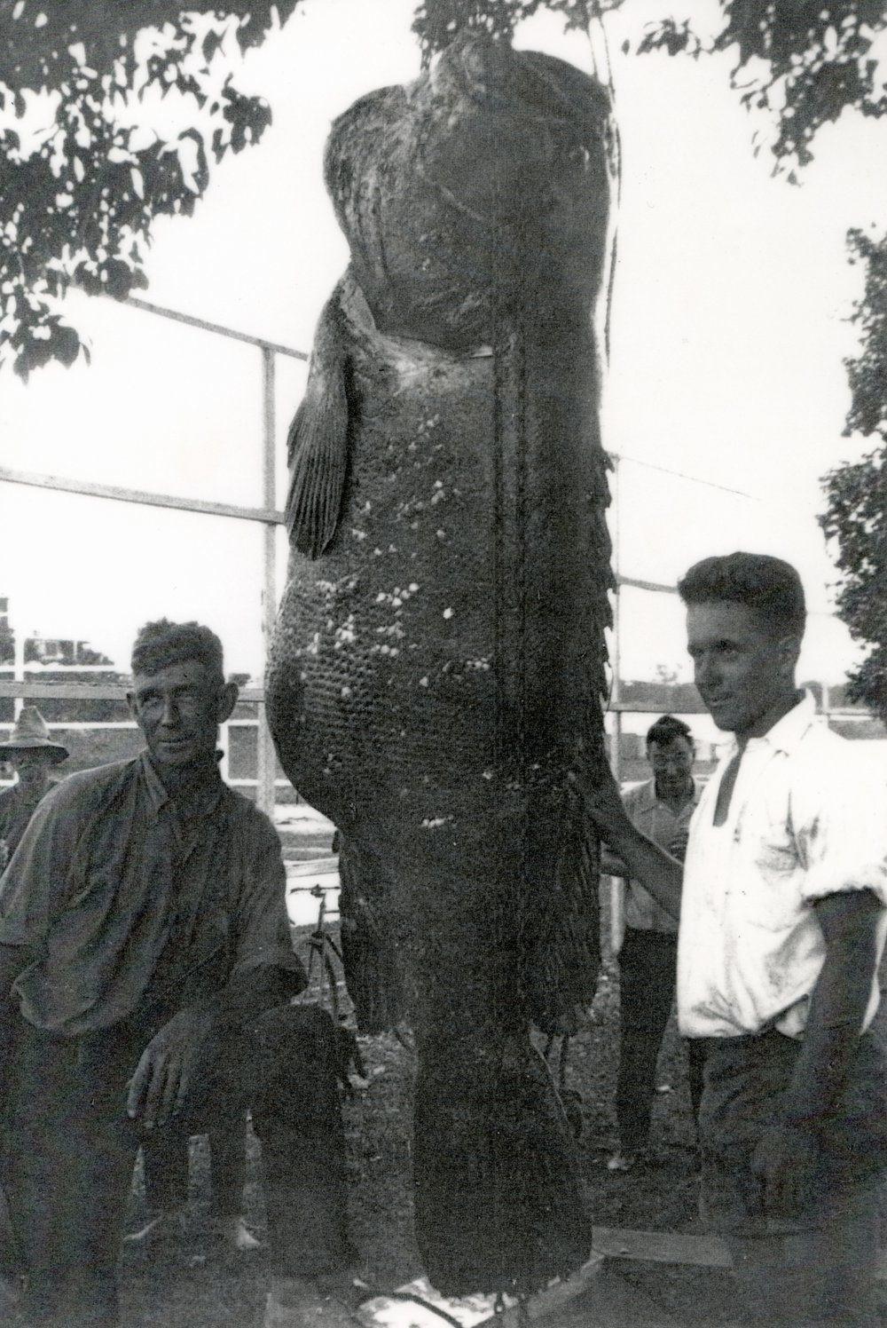 Giant grouper, Noosa River, Tewantin, November 1935 