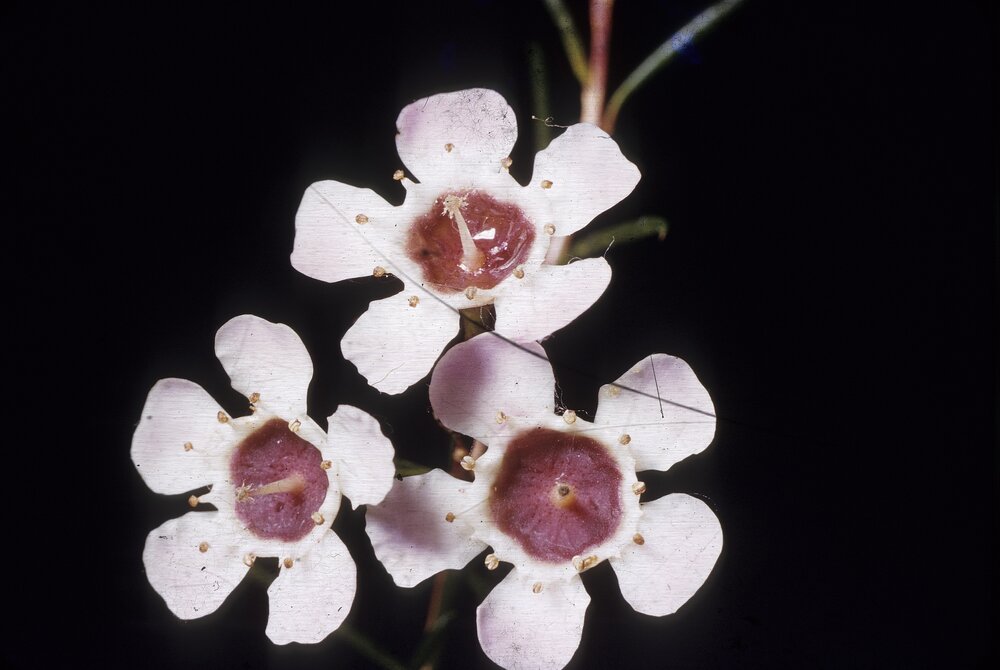 Local flora, Geraldton Wax, ca 1970s