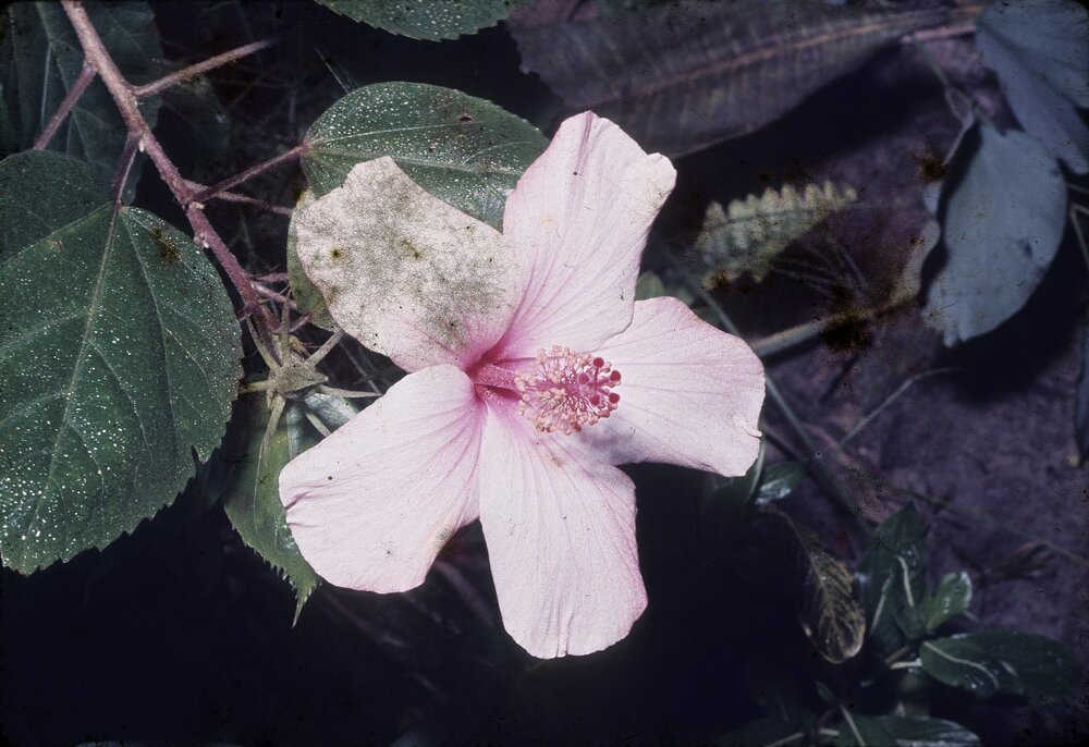 Local flora, Hibiscus, ca 1970s