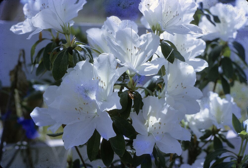 Local flora, rhododendron, ca 1970s