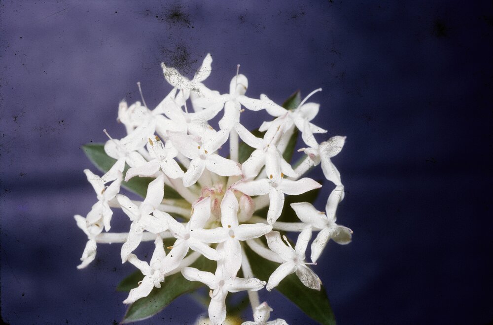 Local flora, Pimelea (rice flowers), ca 1970s