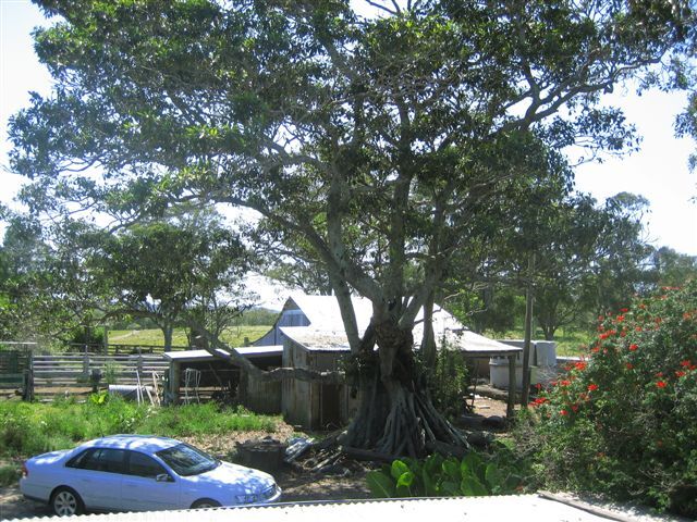 Farm sheds, 'Ringwood', Ringtail Creek, Cooroibah