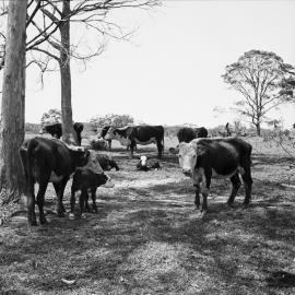 Cattle grazing, October 1972