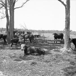 Cattle grazing, October 1972