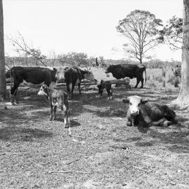 Cattle grazing, October 1972