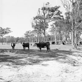 Cattle grazing, October 1972
