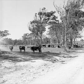 Cattle grazing, October 1972